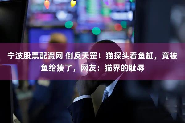 宁波股票配资网 倒反天罡！猫探头看鱼缸，竟被鱼给揍了，网友：猫界的耻辱